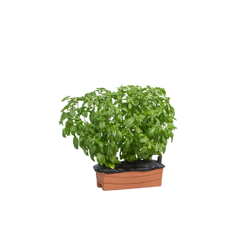 Junior Garden Planter